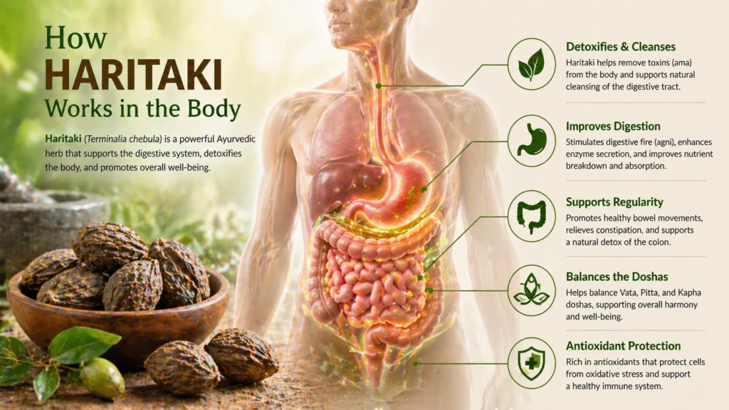 how Haritaki works in the body, featuring a transparent human torso with a glowing digestive system, alongside a bowl of dried Haritaki fruits and visual icons illustrating detoxification, improved digestion, bowel regularity, dosha balance, and antioxidant protection.