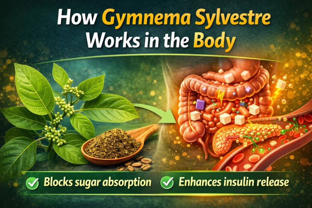 Gymnema Sylvestre leaves and dried herb shown alongside a human digestive system and pancreas illustration, depicting how it blocks sugar absorption and supports insulin release in the body